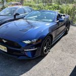 Avis Car Rental