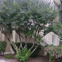 Rtc Ada Paratransit ico