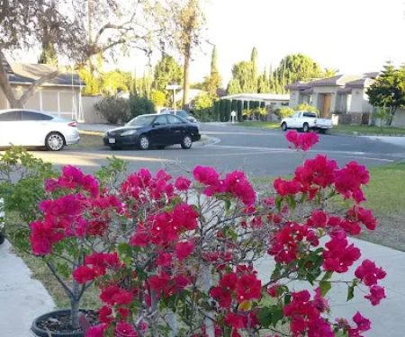 LA Car Rental