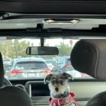 Payless Car Rental