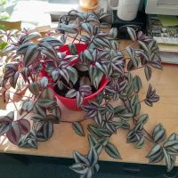 American Chair Car Services LLC ico