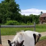 Enterprise Rent-A-Car