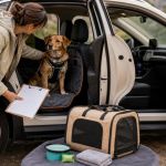 Rental Car With a Pet: Check Rules, Safety, and Cleaning